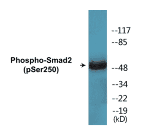 Western Blot - Smad2 (phospho Ser250) Cell Based ELISA Kit (CBP1392) - Antibodies.com