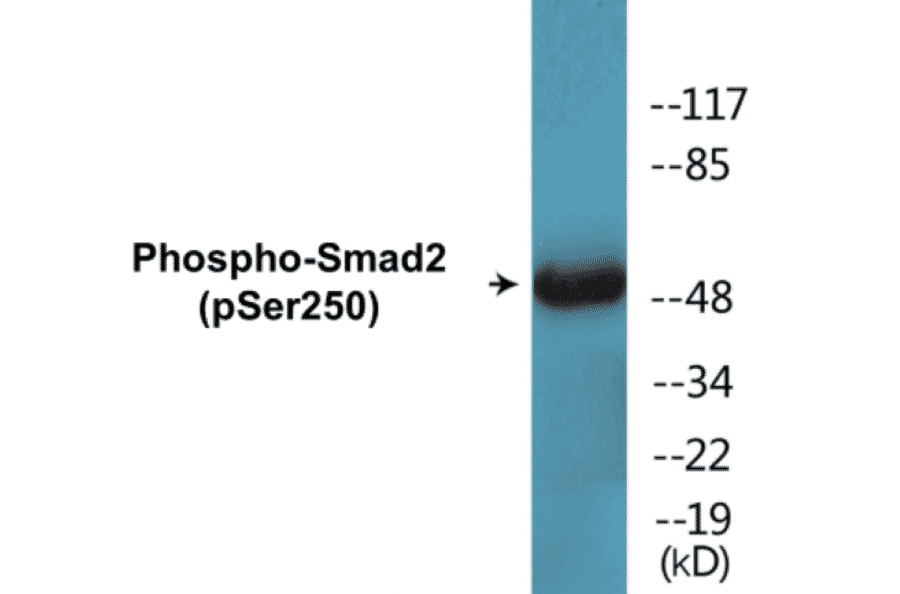 Western Blot - Smad2 (phospho Ser250) Cell Based ELISA Kit (CBP1392) - Antibodies.com