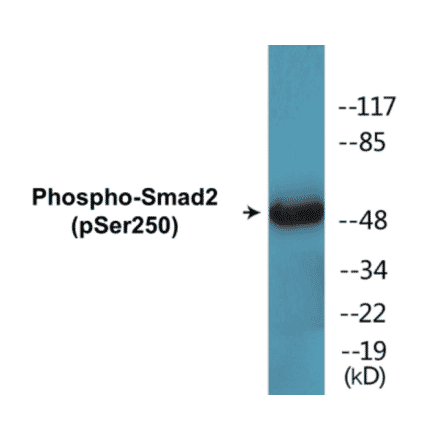Western Blot - Smad2 (phospho Ser250) Cell Based ELISA Kit (CBP1392) - Antibodies.com