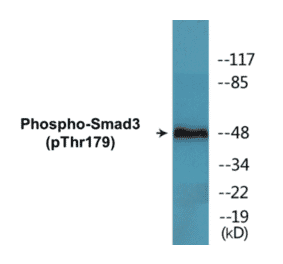 Western Blot - Smad3 (phospho Thr179) Cell Based ELISA Kit (CBP1394) - Antibodies.com