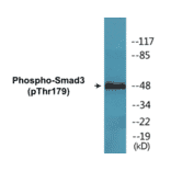 Western Blot - Smad3 (phospho Thr179) Cell Based ELISA Kit (CBP1394) - Antibodies.com