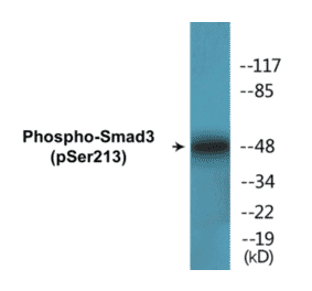 Western Blot - Smad3 (phospho Ser213) Cell Based ELISA Kit (CBP1397) - Antibodies.com