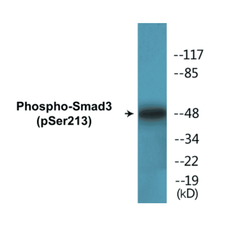 Western Blot - Smad3 (phospho Ser213) Cell Based ELISA Kit (CBP1397) - Antibodies.com