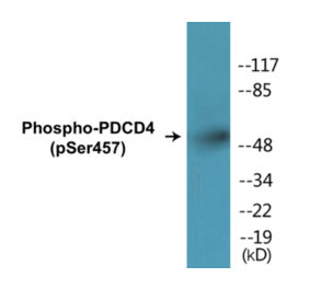 Western Blot - PDCD4 (phospho Ser457) Cell Based ELISA Kit (CBP1458) - Antibodies.com