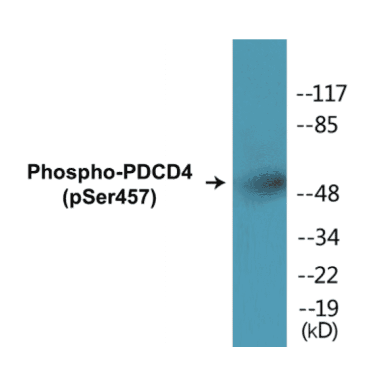 Western Blot - PDCD4 (phospho Ser457) Cell Based ELISA Kit (CBP1458) - Antibodies.com