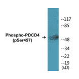 Western Blot - PDCD4 (phospho Ser457) Cell Based ELISA Kit (CBP1458) - Antibodies.com