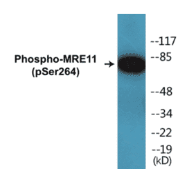 Western Blot - MRE11 (phospho Ser264) Cell Based ELISA Kit (CBP1472) - Antibodies.com