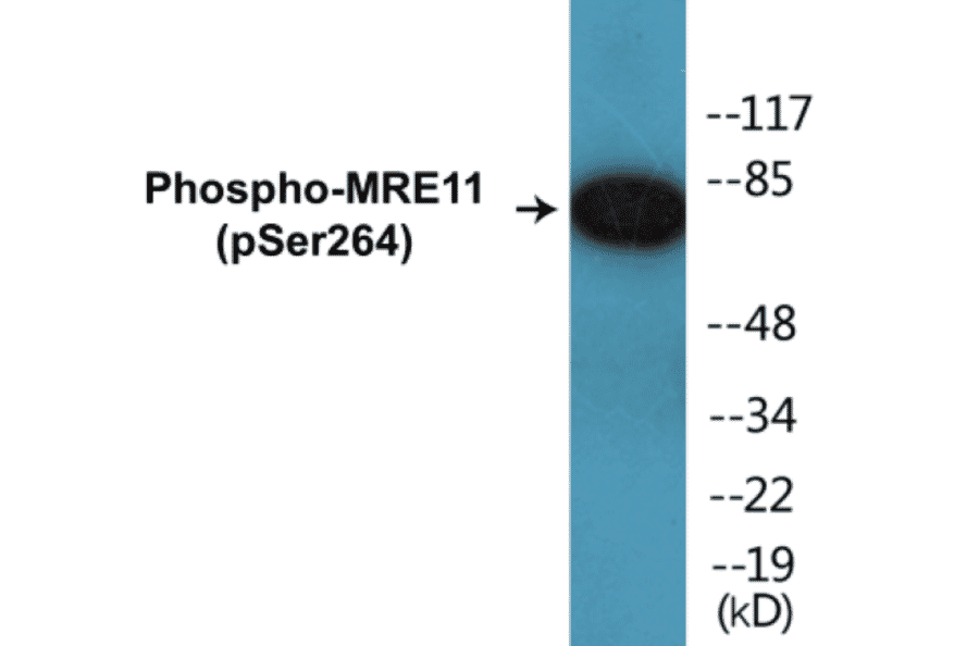 Western Blot - MRE11 (phospho Ser264) Cell Based ELISA Kit (CBP1472) - Antibodies.com