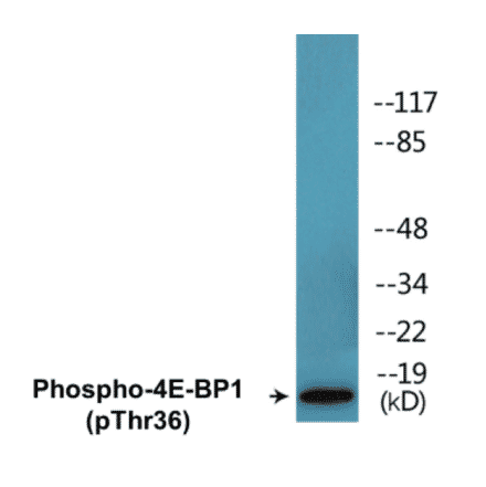 Western Blot - 4E-BP1 (phospho Thr36) Cell Based ELISA Kit (CBP1487) - Antibodies.com