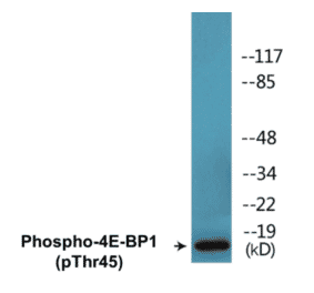 Western Blot - 4E-BP1 (phospho Thr45) Cell Based ELISA Kit (CBP1488) - Antibodies.com