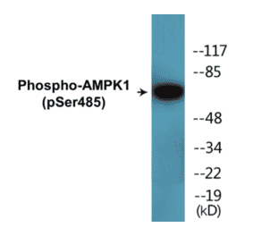 Western Blot - AMPK1 (phospho Ser485) Cell Based ELISA Kit (CBP1492) - Antibodies.com