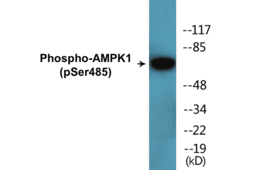 Western Blot - AMPK1 (phospho Ser485) Cell Based ELISA Kit (CBP1492) - Antibodies.com