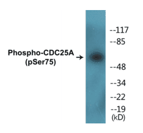 Western Blot - CDC25A (phospho Ser75) Cell Based ELISA Kit (CBP1513) - Antibodies.com