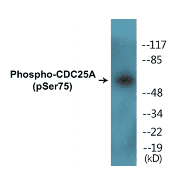 Western Blot - CDC25A (phospho Ser75) Cell Based ELISA Kit (CBP1513) - Antibodies.com