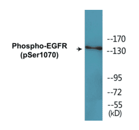 Western Blot - EGFR (phospho Ser1070) Cell Based ELISA Kit (CBP1532) - Antibodies.com