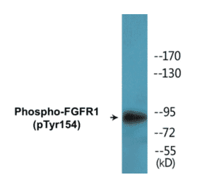 Western Blot - FGFR1 (phospho Tyr154) Cell Based ELISA Kit (CBP1555) - Antibodies.com