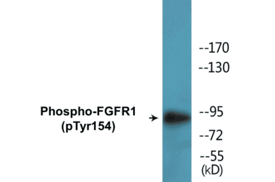 Western Blot - FGFR1 (phospho Tyr154) Cell Based ELISA Kit (CBP1555) - Antibodies.com