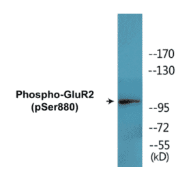 Western Blot - GluR2 (phospho Ser880) Cell Based ELISA Kit (CBP1565) - Antibodies.com