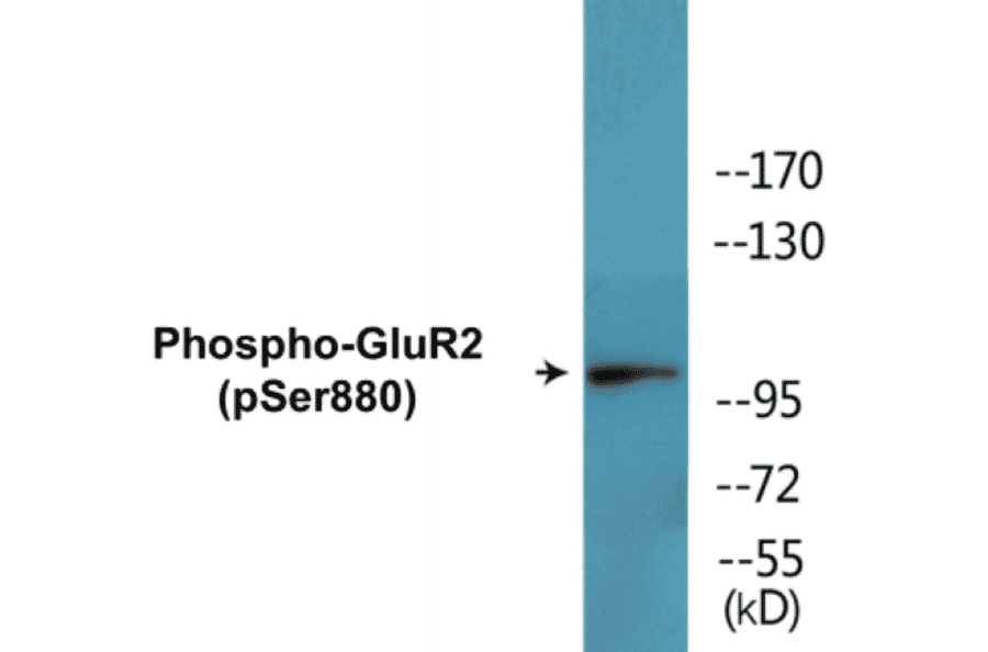Western Blot - GluR2 (phospho Ser880) Cell Based ELISA Kit (CBP1565) - Antibodies.com