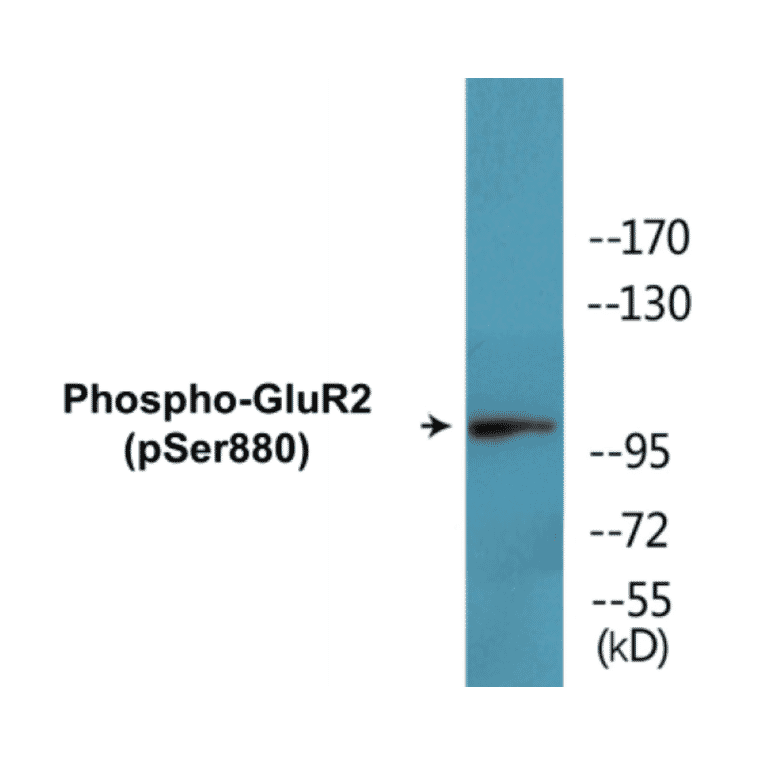 Western Blot - GluR2 (phospho Ser880) Cell Based ELISA Kit (CBP1565) - Antibodies.com