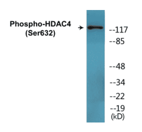 Western Blot - HDAC4 (phospho Ser632) Cell Based ELISA Kit (CBP1569) - Antibodies.com