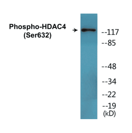 Western Blot - HDAC4 (phospho Ser632) Cell Based ELISA Kit (CBP1569) - Antibodies.com