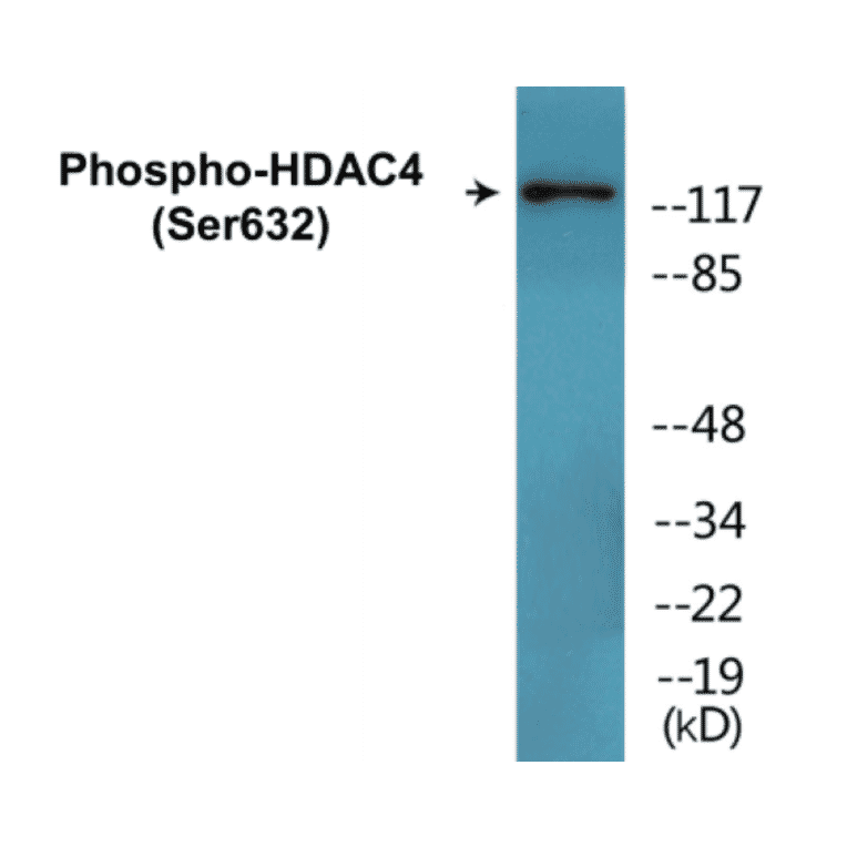 Western Blot - HDAC4 (phospho Ser632) Cell Based ELISA Kit (CBP1569) - Antibodies.com