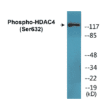 Western Blot - HDAC4 (phospho Ser632) Cell Based ELISA Kit (CBP1569) - Antibodies.com
