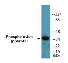 Western Blot - c-Jun (phospho Ser243) Cell Based ELISA Kit (CBP1596) - Antibodies.com
