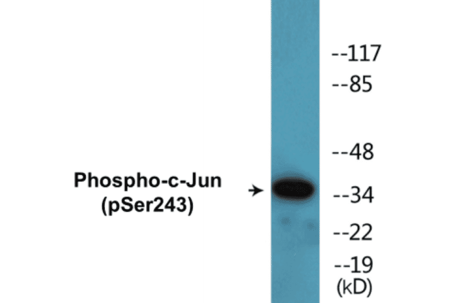 Western Blot - c-Jun (phospho Ser243) Cell Based ELISA Kit (CBP1596) - Antibodies.com