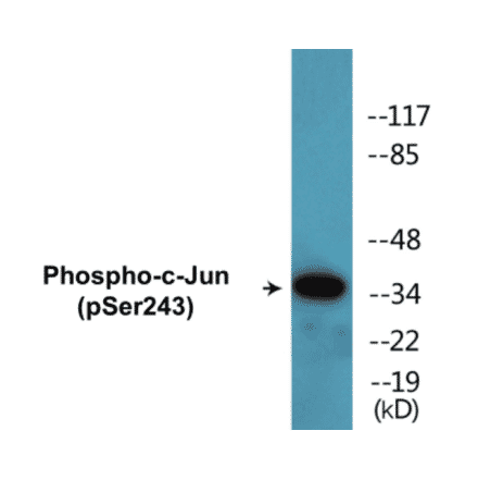 Western Blot - c-Jun (phospho Ser243) Cell Based ELISA Kit (CBP1596) - Antibodies.com