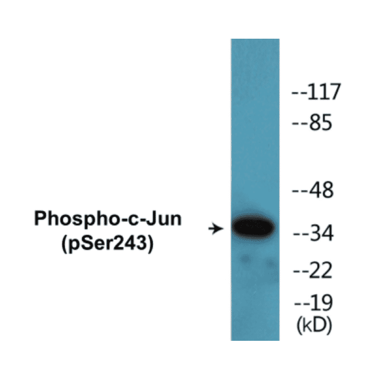 Western Blot - c-Jun (phospho Ser243) Cell Based ELISA Kit (CBP1596) - Antibodies.com