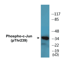 Western Blot - c-Jun (phospho Thr239) Cell Based ELISA Kit (CBP1597) - Antibodies.com