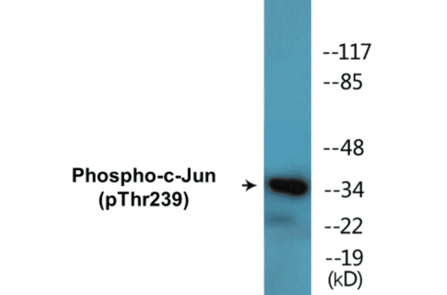 Western Blot - c-Jun (phospho Thr239) Cell Based ELISA Kit (CBP1597) - Antibodies.com