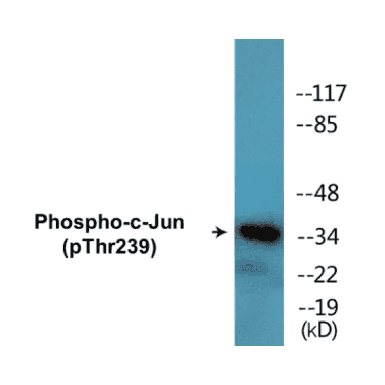 Western Blot - c-Jun (phospho Thr239) Cell Based ELISA Kit (CBP1597) - Antibodies.com