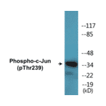 Western Blot - c-Jun (phospho Thr239) Cell Based ELISA Kit (CBP1597) - Antibodies.com