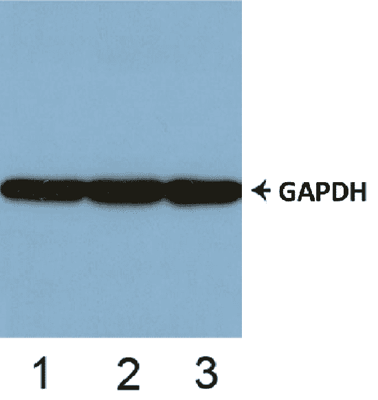 c-Jun (phospho Thr239) Cell Based ELISA Kit - 2 x 96T