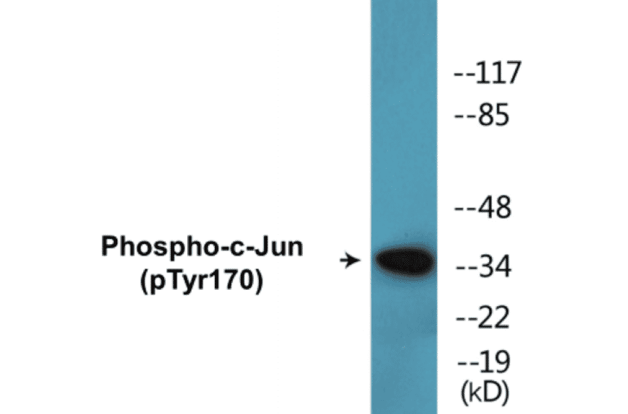 Western Blot - c-Jun (phospho Tyr170) Cell Based ELISA Kit (CBP1600) - Antibodies.com