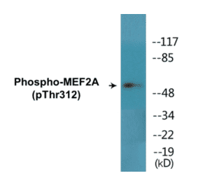 Western Blot - MEF2A (phospho Thr312) Cell Based ELISA Kit (CBP1608) - Antibodies.com