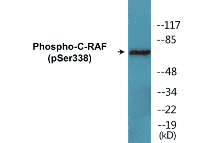 Western Blot - C-RAF (phospho Ser338) Cell Based ELISA Kit (CBP1664) - Antibodies.com