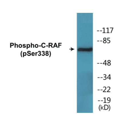 Western Blot - C-RAF (phospho Ser338) Cell Based ELISA Kit (CBP1664) - Antibodies.com