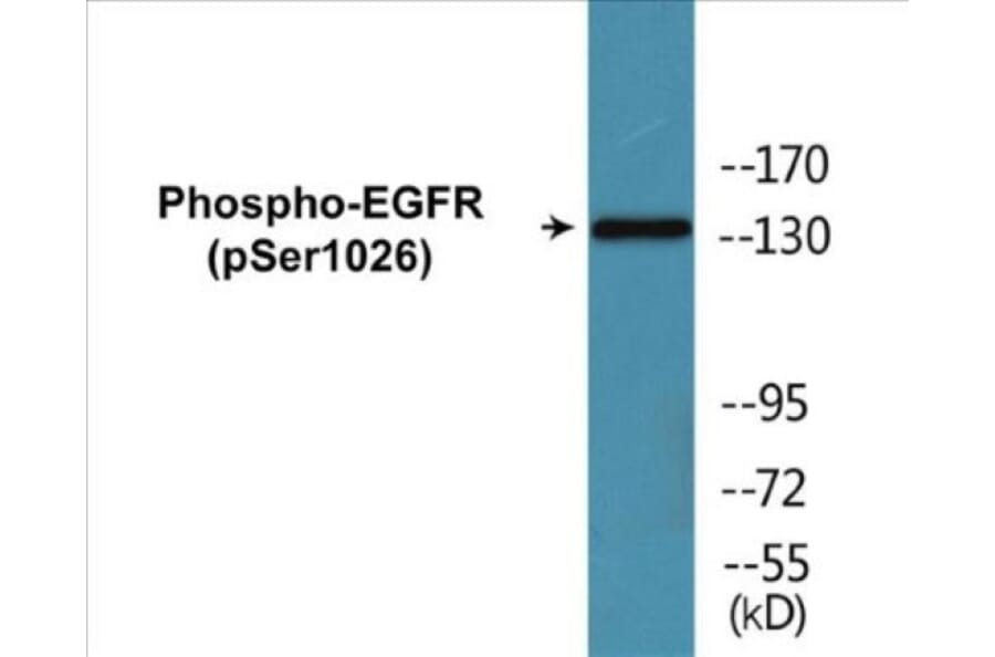 Western Blot - EGFR (phospho Ser1026) Cell Based ELISA Kit (CBP1717) - Antibodies.com