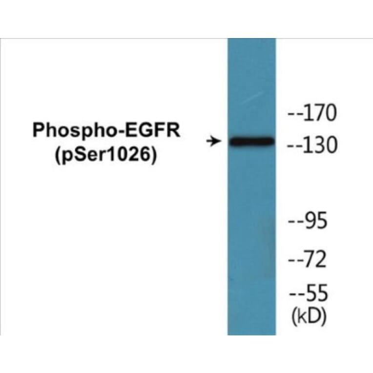 Western Blot - EGFR (phospho Ser1026) Cell Based ELISA Kit (CBP1717) - Antibodies.com