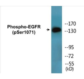 Western Blot - EGFR (phospho Ser1071) Cell Based ELISA Kit (CBP1718) - Antibodies.com