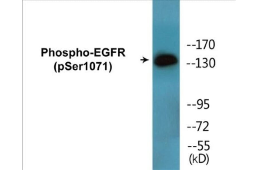 Western Blot - EGFR (phospho Ser1071) Cell Based ELISA Kit (CBP1718) - Antibodies.com