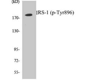 Western Blot - IRS-1 (phospho Tyr896) Cell Based ELISA Kit (CBP1786) - Antibodies.com