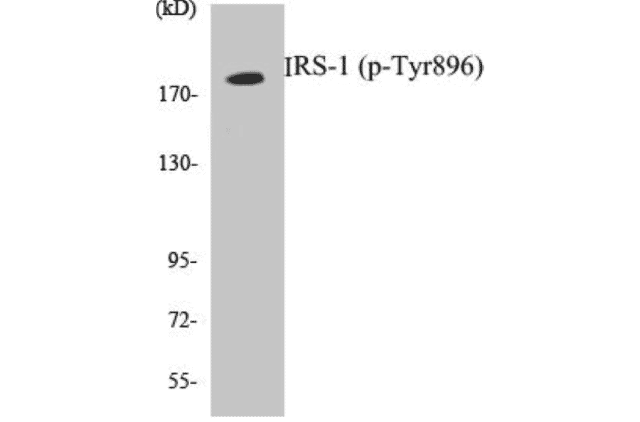 Western Blot - IRS-1 (phospho Tyr896) Cell Based ELISA Kit (CBP1786) - Antibodies.com