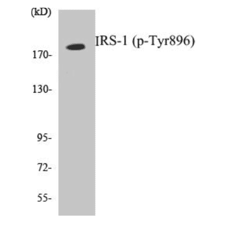 Western Blot - IRS-1 (phospho Tyr896) Cell Based ELISA Kit (CBP1786) - Antibodies.com