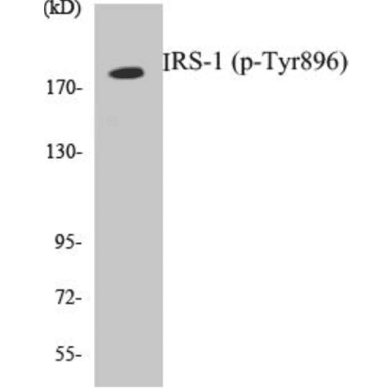 Western Blot - IRS-1 (phospho Tyr896) Cell Based ELISA Kit (CBP1786) - Antibodies.com