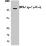 Western Blot - IRS-1 (phospho Tyr896) Cell Based ELISA Kit (CBP1786) - Antibodies.com